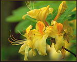 Rhododendron Atlanticum